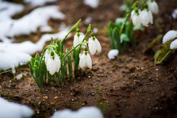 Primavera flores queda de neve florescendo a partir da neve — Fotografia de Stock