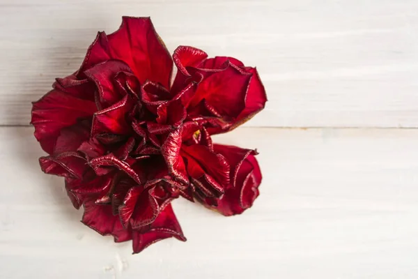 Hibiscus blossom isolated flower on a white — Stockfoto