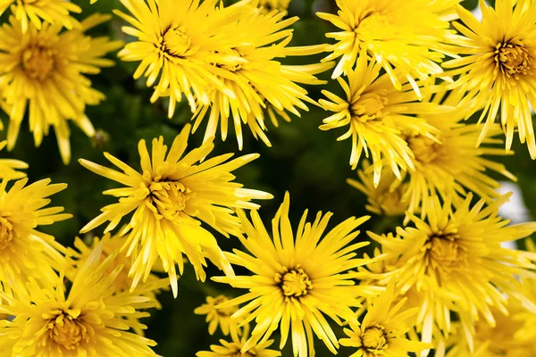 Gele chrysant of mama bloemen in bloesem — Stockfoto