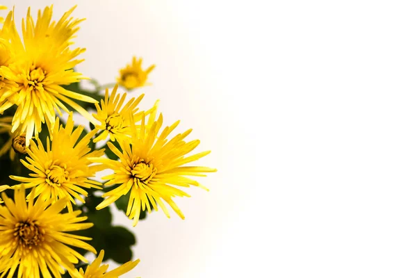 Yellow chrysanthemum or mum flowers in blossom — Stock Photo, Image