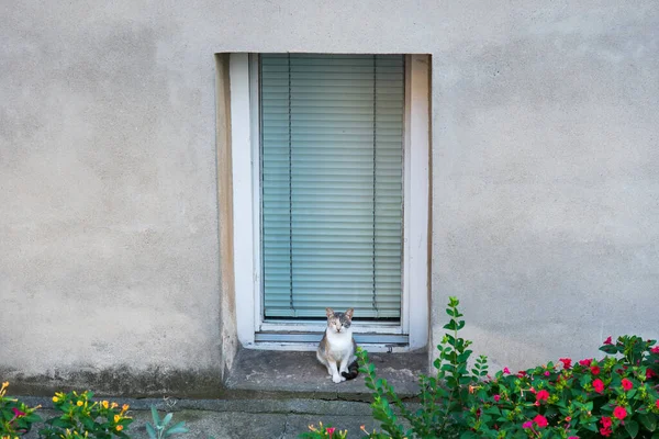 Chat Assis Sur Une Fenêtre Devant Maison Dans Cour — Photo