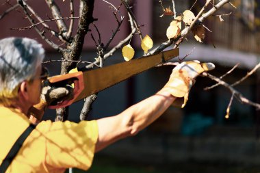 Man pruning tree cutting old branches with a saw in autumn clipart