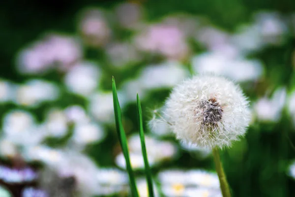 Одуванчик Цветы Траве Крупным Планом Весенний Цветок Макро Абстрактный — стоковое фото