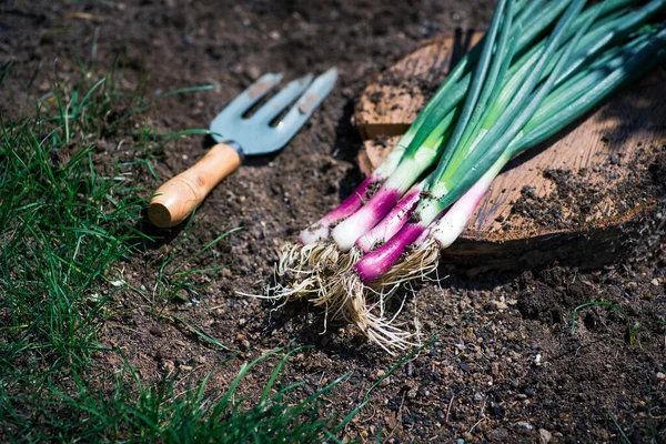 Oignon Roux Printemps Plante Oignon Qui Vient Récolter Dans Sol — Photo