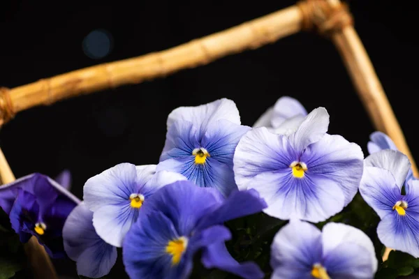 Flor Violeta Arranjo Flores Fundo Escuro Com Espaço Cópia — Fotografia de Stock