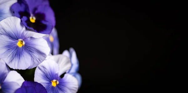 Violet Virág Virágos Elrendezése Sötét Háttérrel Másolás Tér — Stock Fotó