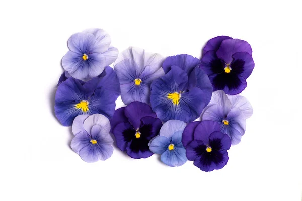 Violaplanta Violett Blomma Blomsterarrangemang Isolerad Med Kopieringsutrymme — Stockfoto
