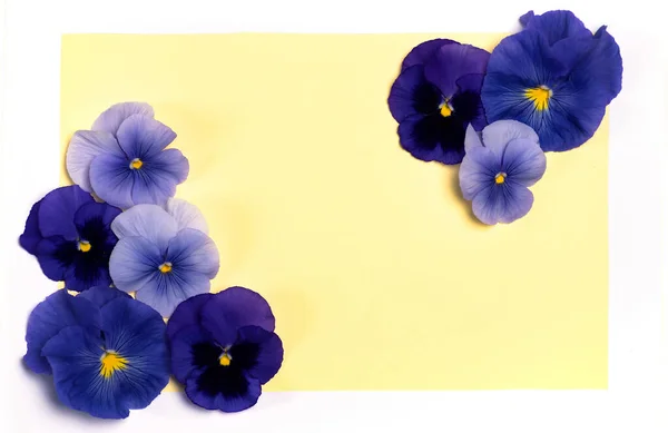 Viola Växt Violett Blomma Blomsterarrangemang Med Kopieringsutrymme — Stockfoto