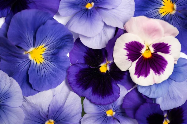 Viola Växt Violett Blomma Blomsterarrangemang Med Kopieringsutrymme — Stockfoto