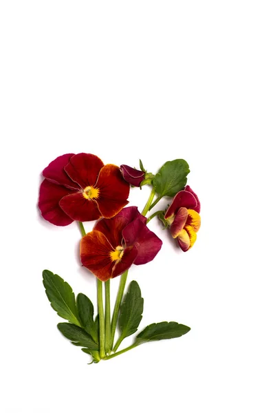 Rode Viola Bloem Bloesem Arrangement Geïsoleerd Met Kopieerruimte — Stockfoto