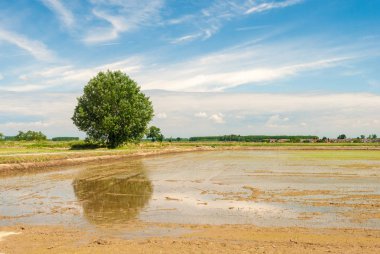 Sular altında pirinç alan Lomellina (Kuzey İtalya içinde)