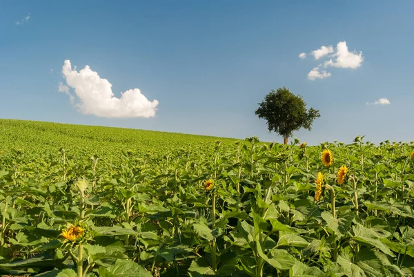 Colina verde con granja de girasoles en la región de Marches (Italia) ) — Foto de Stock