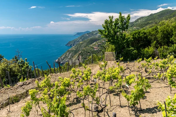 Pequeño Viñedo Colina Liguria Cerca Zona Cinque Terre — Foto de Stock