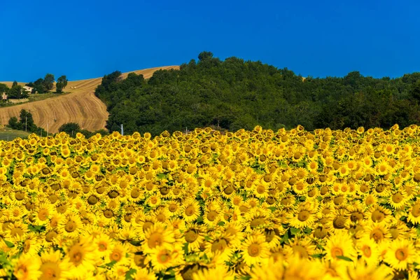 Cultivated Field Sunflowers Hills Marche Region Center Italy Royalty Free Stock Photos
