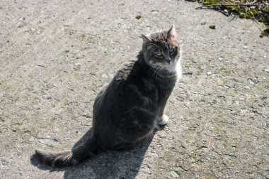 Eski balıkçı kulübelerini bekleyen kediler, Baltiysk, Rusya