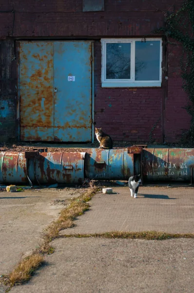 Gatos a la espera de los antiguos cobertizos de pescadores, jalá, Rusia — Foto de Stock
