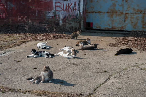 Gatos esperando pelos galpões dos velhos pescadores, Baltiysk, Rússia — Fotografia de Stock