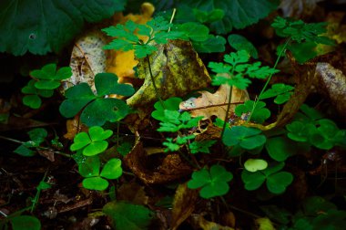 Çimen yaprakları ve çiçekleri sonbahar ormandaki