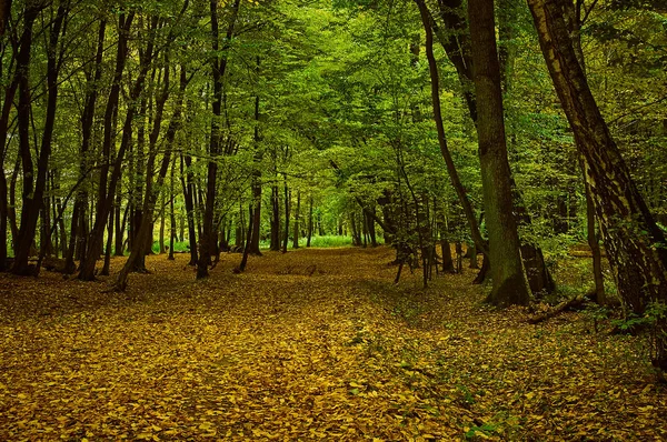 Sonbahar ormanında bir sokak.