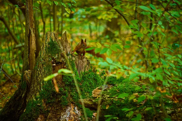 Esquilo em um toco na floresta de outono — Fotografia de Stock