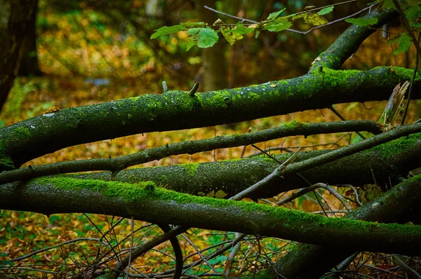 Гілки дерев покриті мохом у лісі — стокове фото