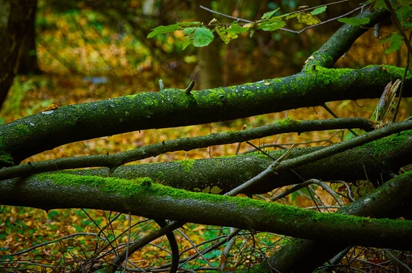 Ramas de árboles cubiertas de musgo en el bosque — Foto de Stock