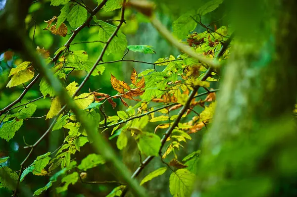 Ağacın dalında yeşil yapraklar