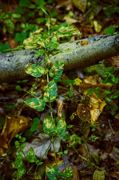 Las hojas de la planta se enroscan a lo largo de una rama y una tela en el bosque de otoño — Foto de Stock