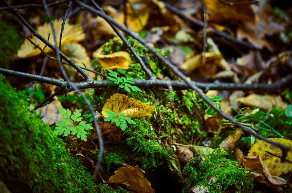 Moss, çim ve sonbahar ormanın içinde şube