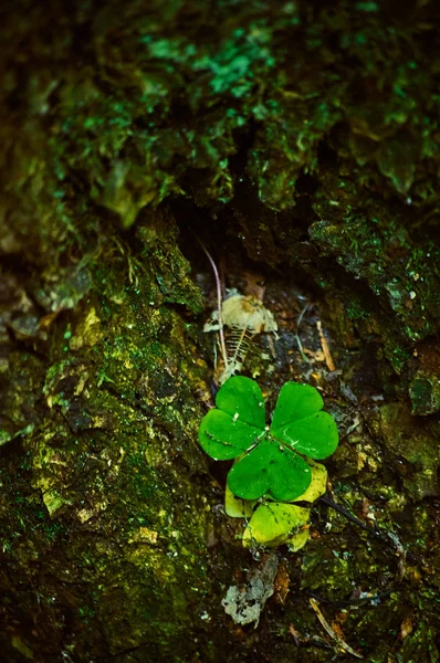 Germe vert poussant sur l'écorce d'un arbre dans la forêt — Photo