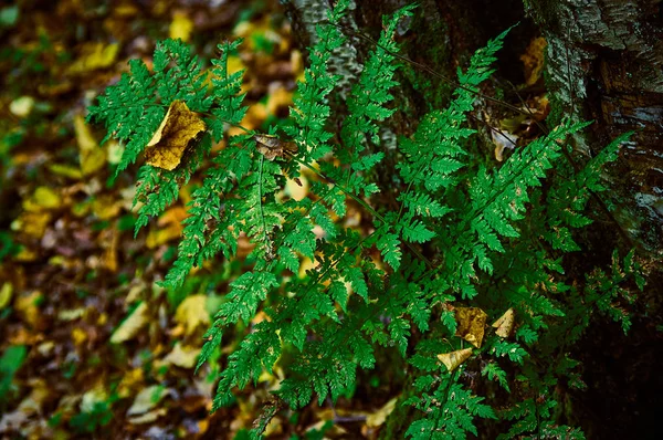 Fern, bir sonbahar ormanındaki Şubesi — Stok fotoğraf