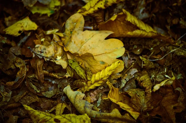 Sonbahar ormanda düşen meşe yaprakları