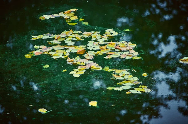 Březové listy ležící na povrchu vody — Stock fotografie