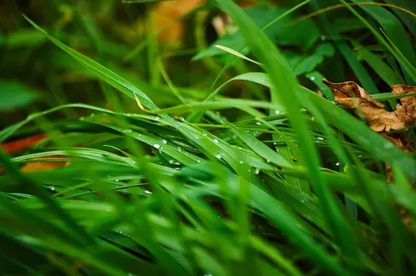 Yeşil çimenlere çiy damlaları düşer