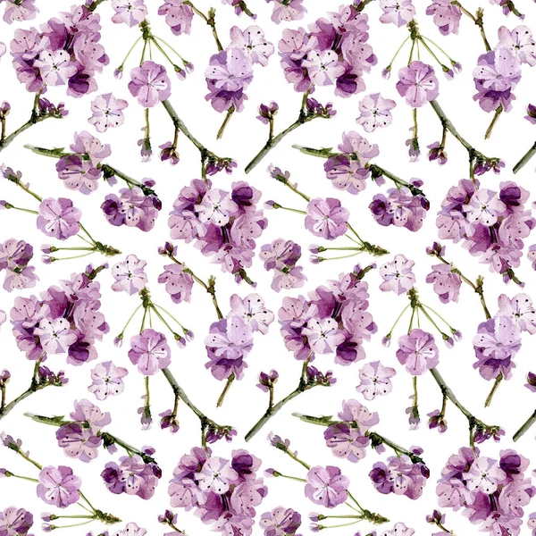 Sakura çiçekler. Sulu Boya Dikişsiz desen.