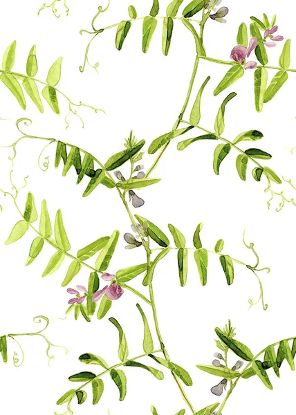 Vicia cracca bloemen. Naadloze aquarel patroon op witte achtergrond — Stockfoto