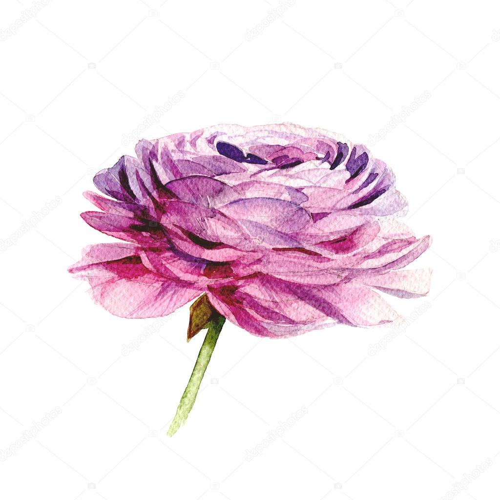 Ranunculus flowers. Watercolor illustration