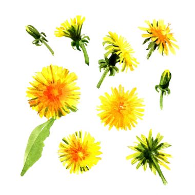 Suluboya dandelions kümesi.