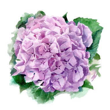 Ortanca suluboya resim. 