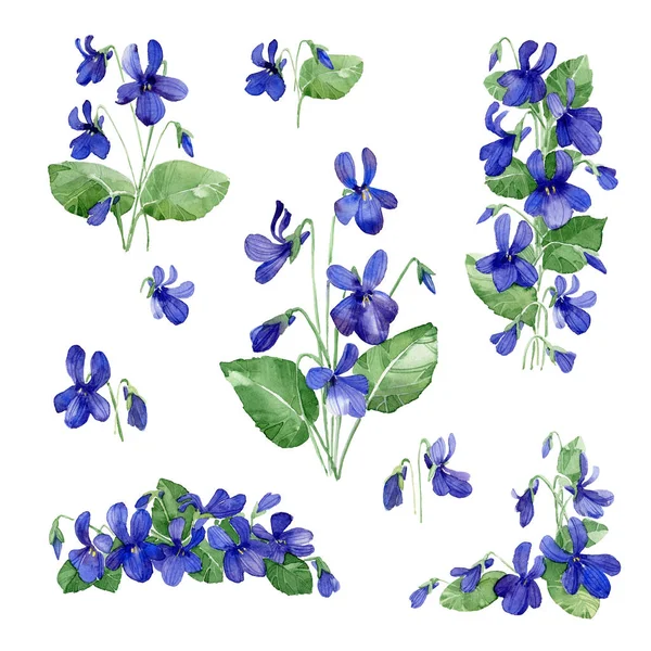 Aquarel Illustratie Aantal Gewelddadige Bloemen Bladeren Witte Achtergrond — Stockfoto