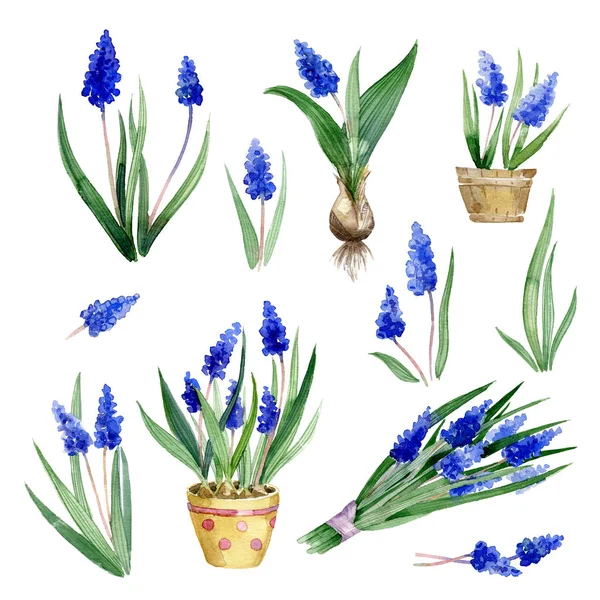 Aquarel Illustratie Set Van Muscari Bloemen Bladeren Witte Achtergrond — Stockfoto