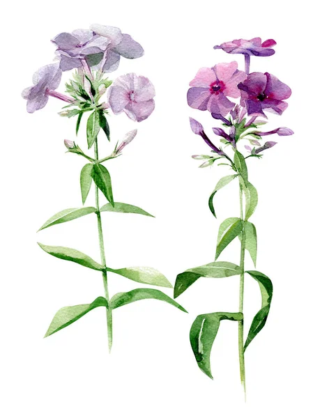 Aquarel Phlox Bloemen Botanische Illustratie Geïsoleerd Witte Achtergrond — Stockfoto