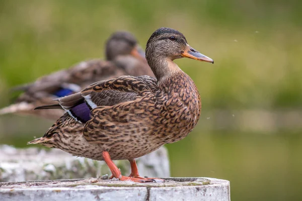 Profil hnědá divoká kachna. — Stock fotografie