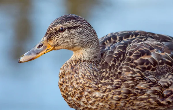 Profil hnědá divoká kachna. — Stock fotografie