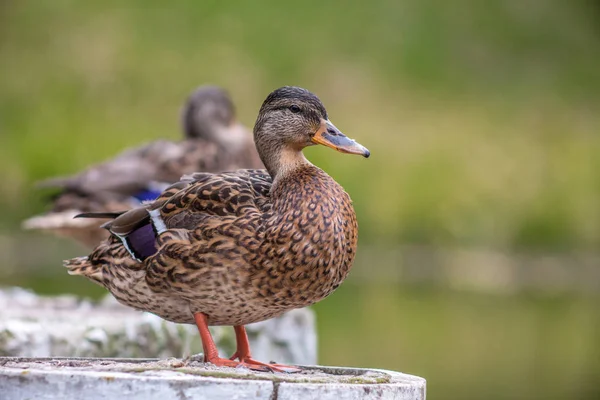 Perfil de mallard salvaje marrón . — Foto de Stock