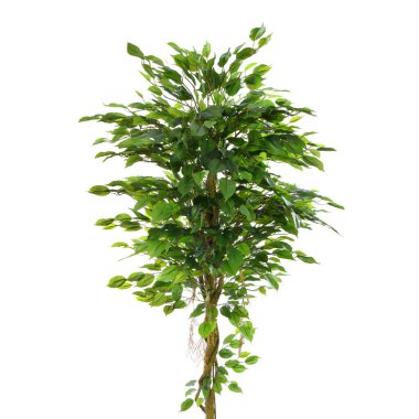 Yapay yeşil ağaç beyaz arkaplanda izole edildi 