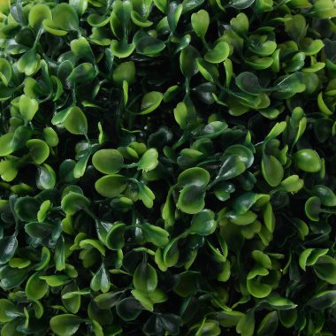 Yapay yeşil ağaç beyaz arkaplanda izole edildi 