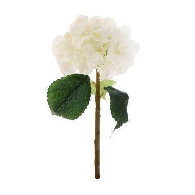 Yapay Ortanca beyaz arkaplanda izole edildi 