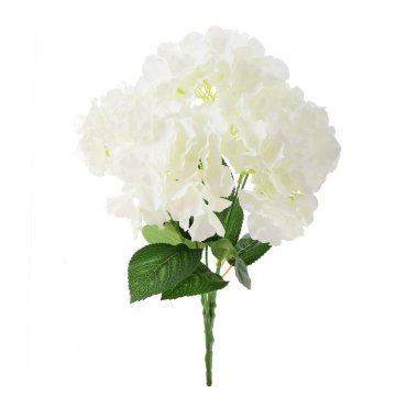 Yapay Ortanca beyaz arkaplanda izole edildi 