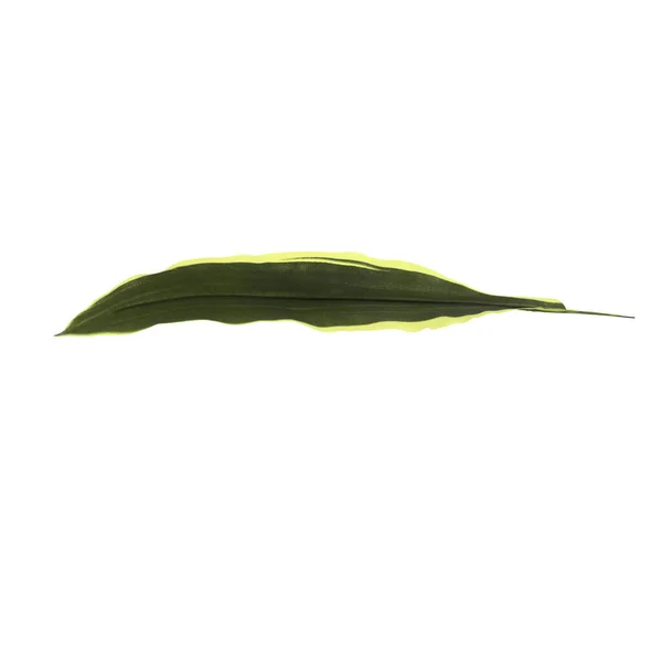 Искусственный Зеленый Лист Белом Фоне — стоковое фото